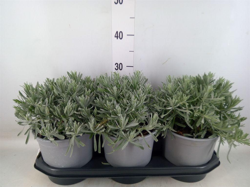 Горшечные цветы и растения оптом Lavandula Angus. от 3шт из Голландии с доставкой по России