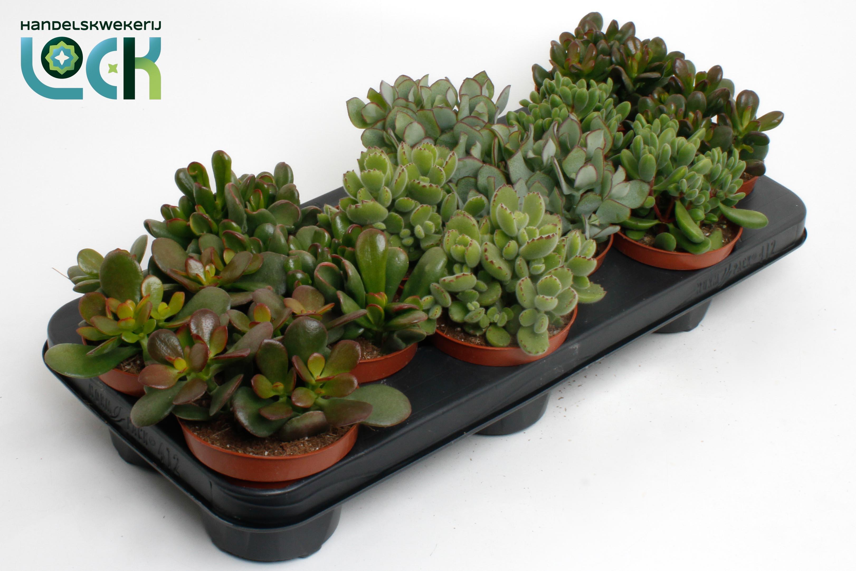 Горшечные цветы и растения оптом Crassula Mix от 9шт из Голландии с доставкой по России