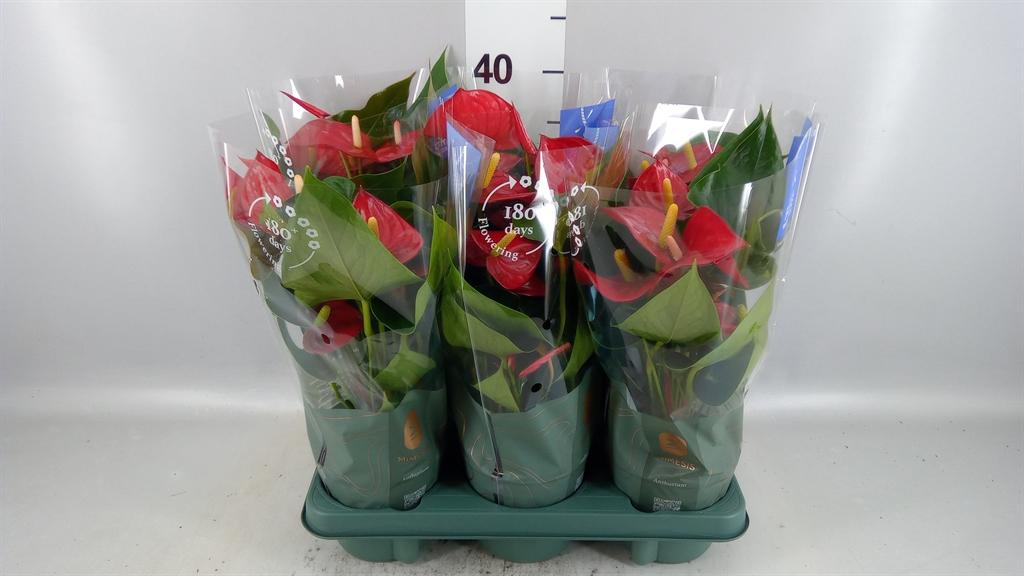 Горшечные цветы и растения оптом Anthurium Andr. karma Red от 6шт из Голландии с доставкой по России
