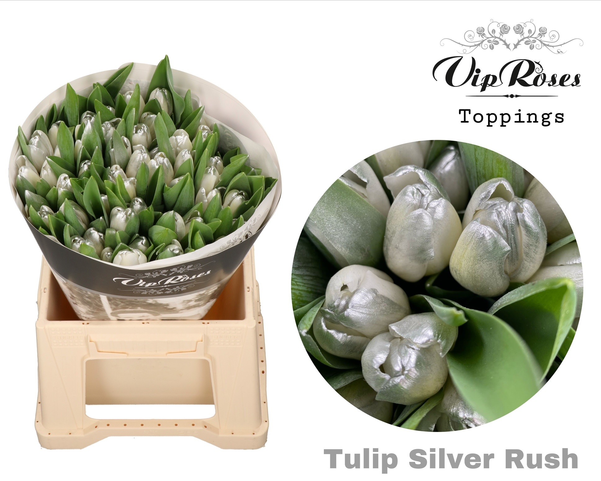 Срезанные цветы оптом Tulipa si paint silver rush от 50шт из Голландии с доставкой по России