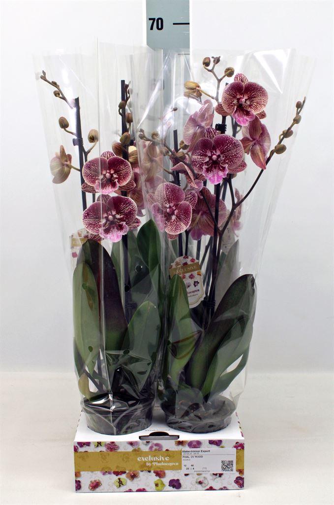 Горшечные цветы и растения оптом Phalaenopsis   ...red от 4шт из Голландии с доставкой по России