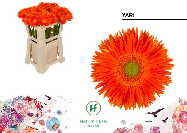 Срезанные цветы оптом Gerbera yari+ от 40шт из Голландии с доставкой по России