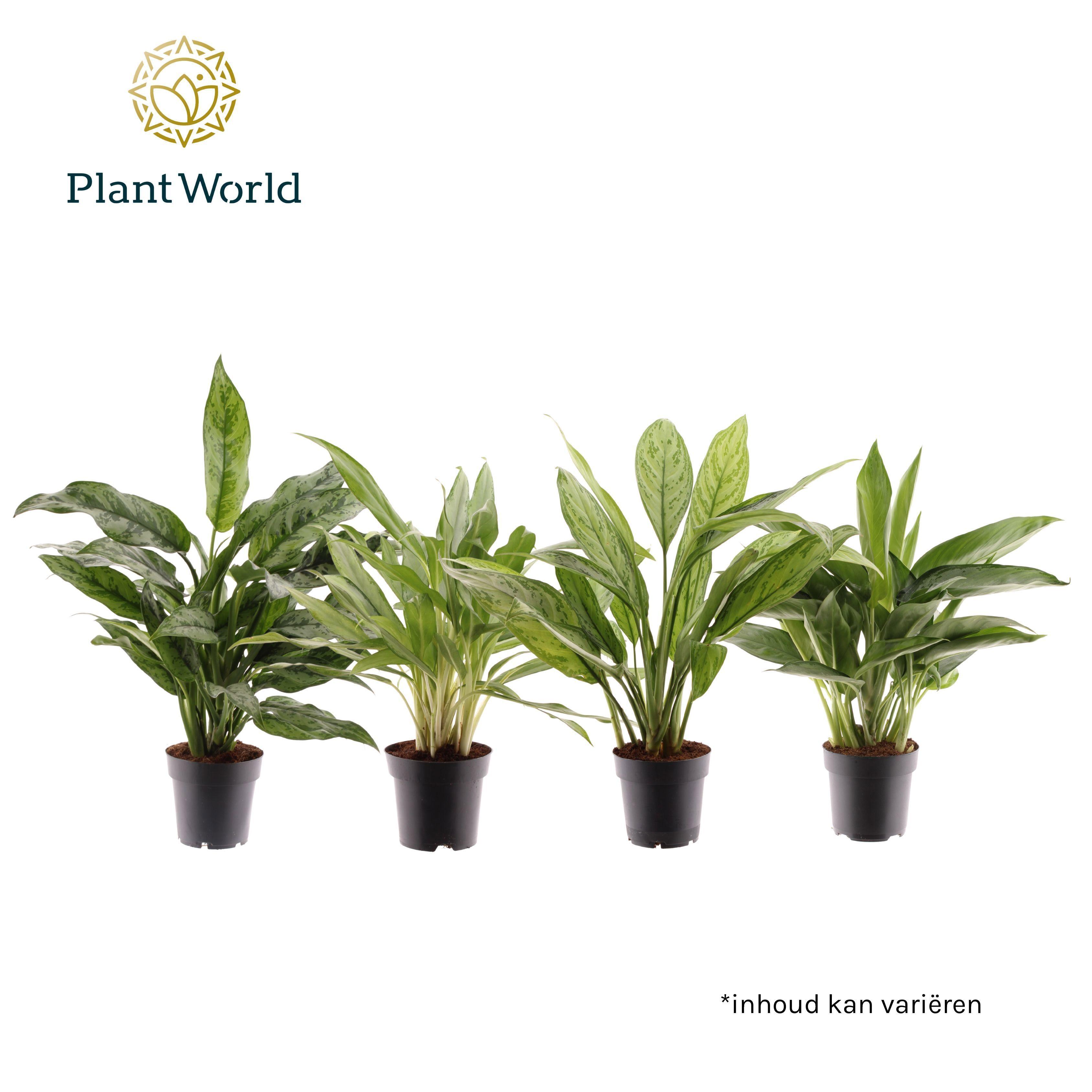 Горшечные цветы и растения оптом Aglaonema Mix от 7шт из Голландии с доставкой по России