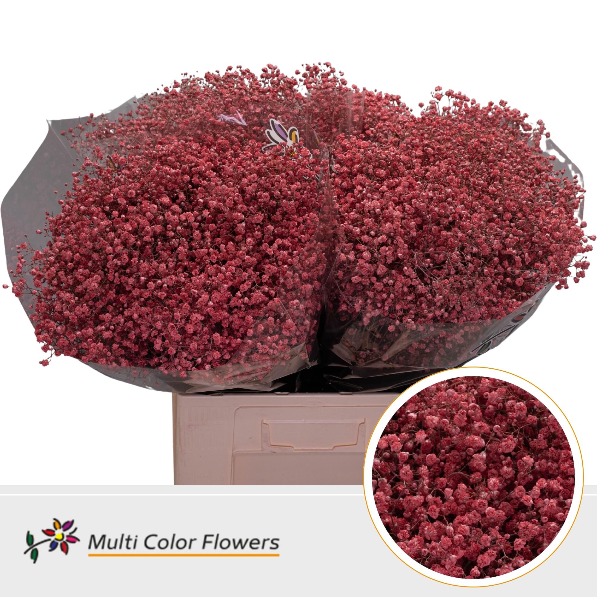 Срезанные цветы оптом Gyps large paint coral от 100шт. из Голландии с доставкой по России