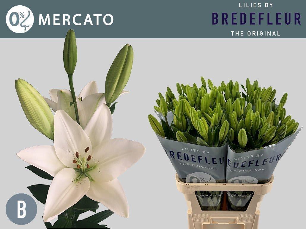 Срезанные цветы оптом Lilium la mercato от 80шт. из Голландии с доставкой по России