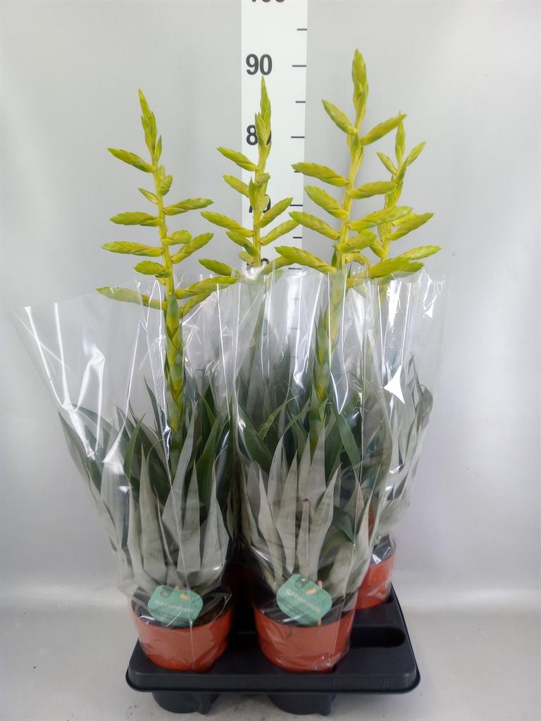 Горшечные цветы и растения оптом Tillandsia Oerstediana от 4шт из Голландии с доставкой по России