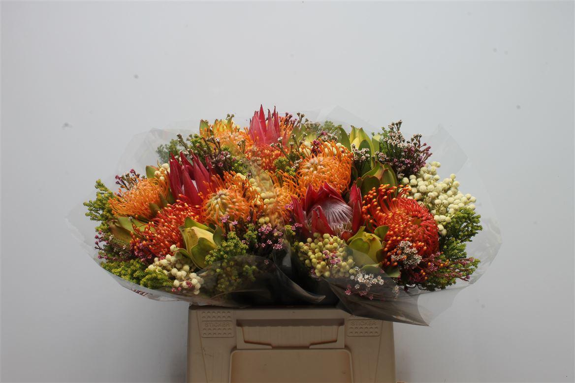 Срезанные цветы оптом Protea bq madiba fan от 3шт из Голландии с доставкой по России