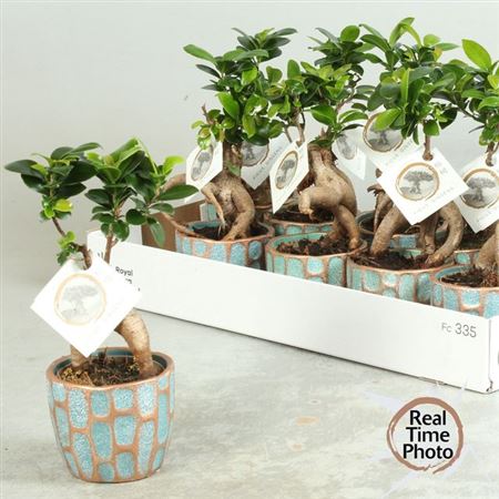 Горшечные цветы и растения оптом Fic Mi Ginseng Deco Ceramic от 10шт из Голландии с доставкой по России