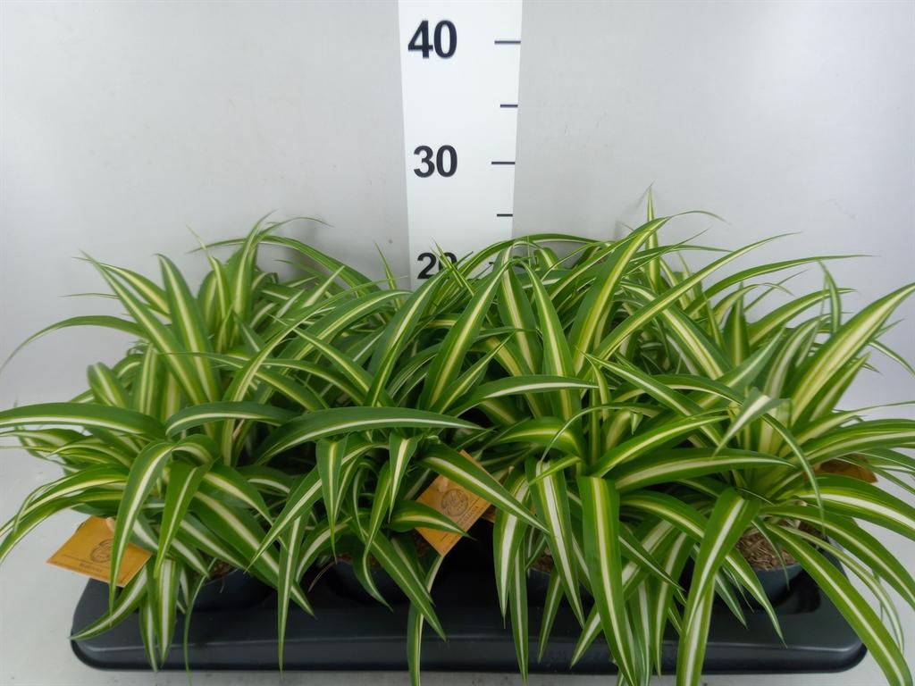 Горшечные цветы и растения оптом Chlorophytum Com. variegatum от 8шт из Голландии с доставкой по России