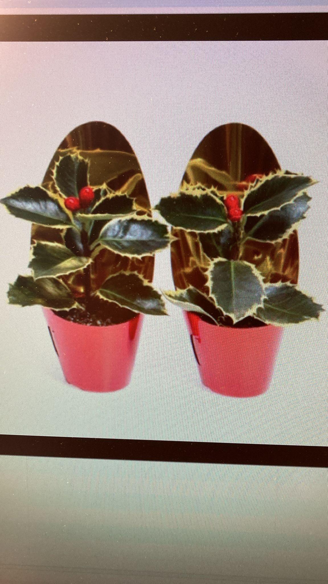 Горшечные цветы и растения оптом Ilex Aqu. Argentea Marginata от 30шт (для телеги) из Голландии с доставкой по России