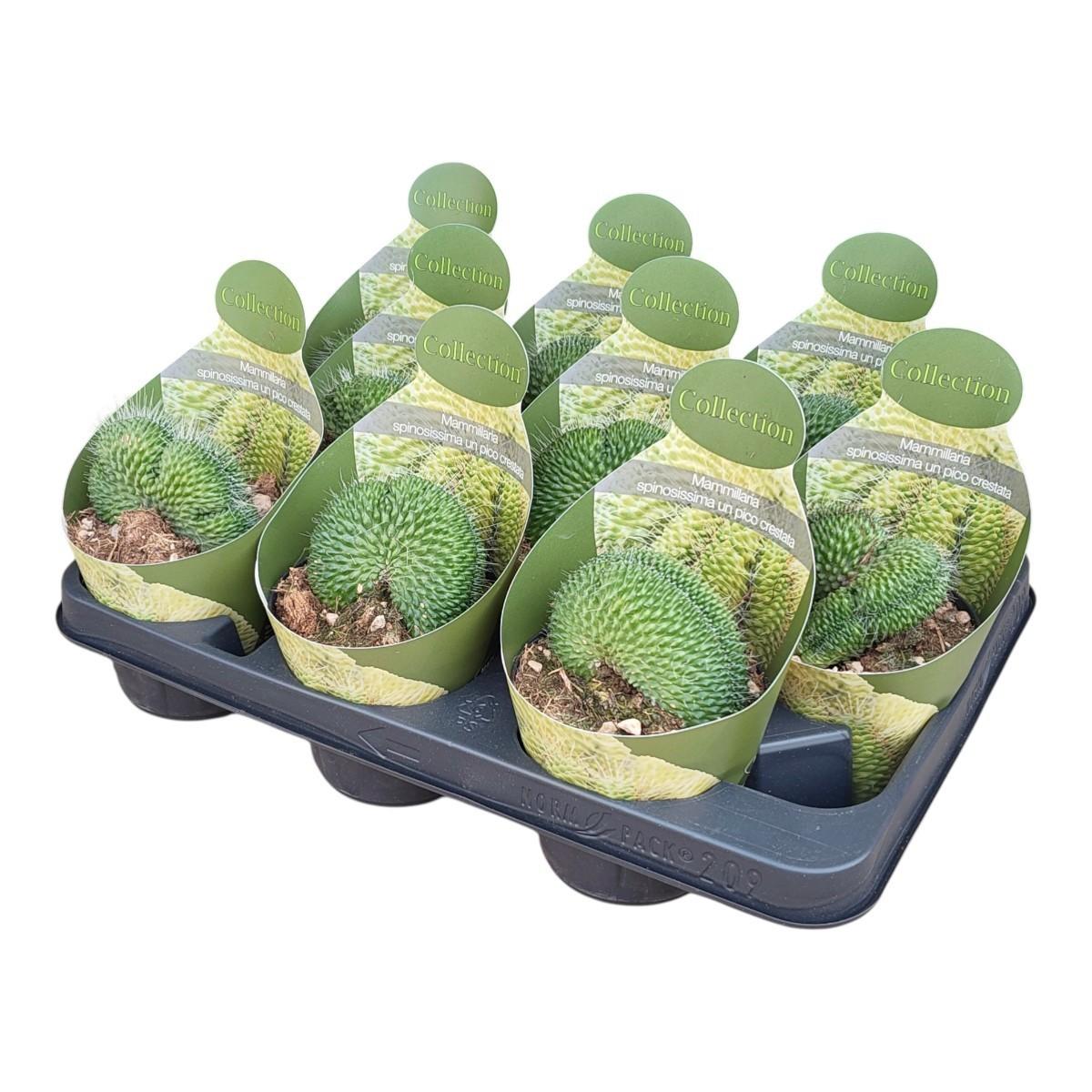 Горшечные цветы и растения оптом Mammillaria Spinosissima Un Pico Crestata Potcover от 9шт из Голландии с доставкой по России