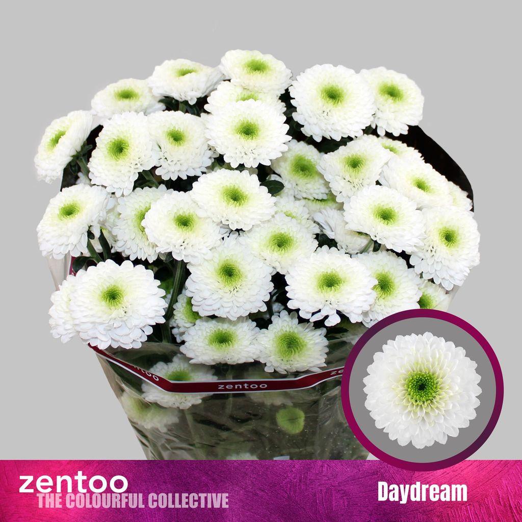 Срезанные цветы оптом Chrys sp daydream от 80шт из Голландии с доставкой по России