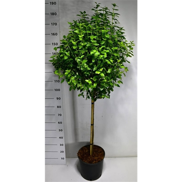 Горшечные цветы и растения оптом Viburnum Tin Eve Price On Stem от 1шт из Голландии с доставкой по России