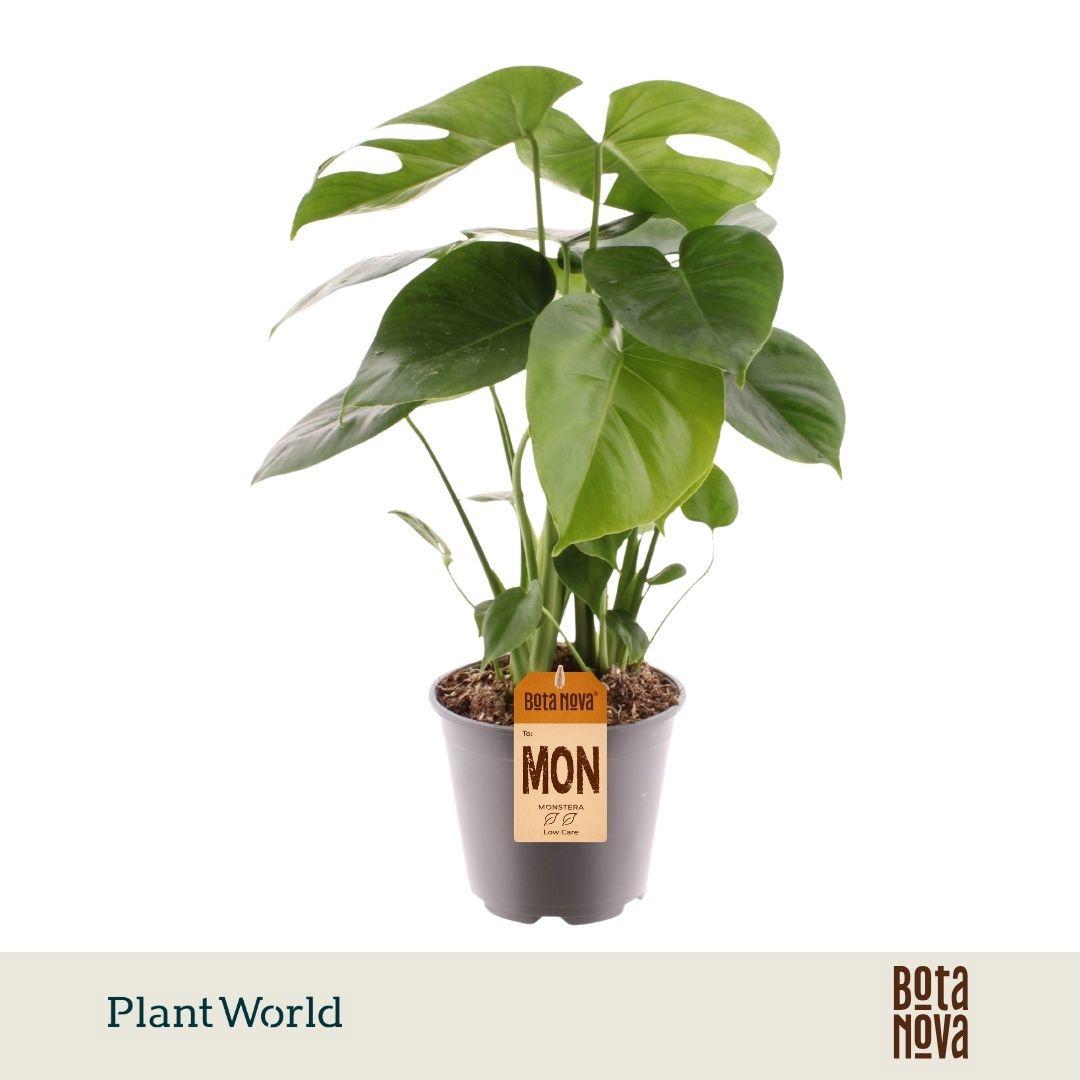 Горшечные цветы и растения оптом Monstera Deliciosa от 5шт из Голландии с доставкой по России