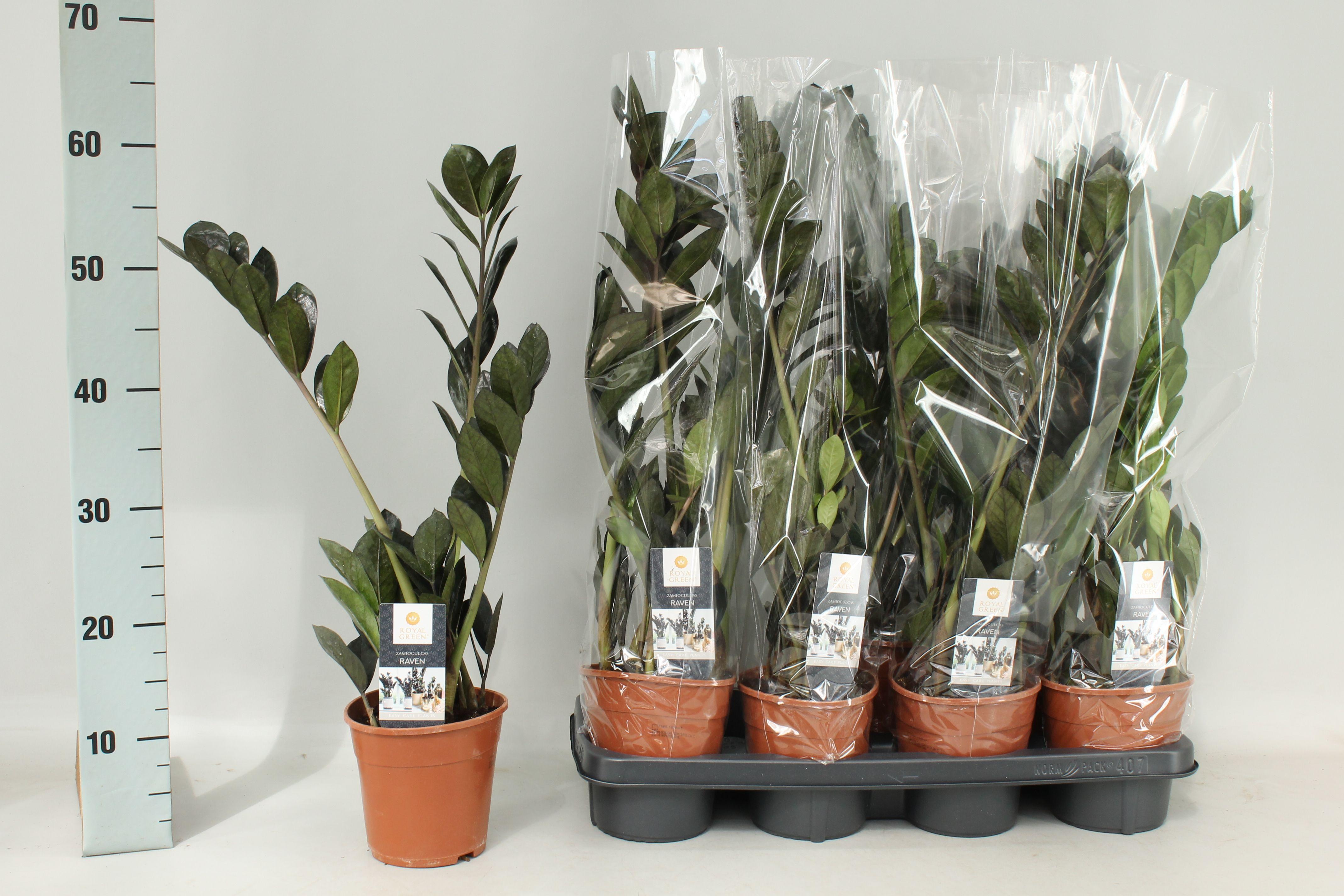 Горшечные цветы и растения оптом Zamio Raven от 7шт из Голландии с доставкой по России