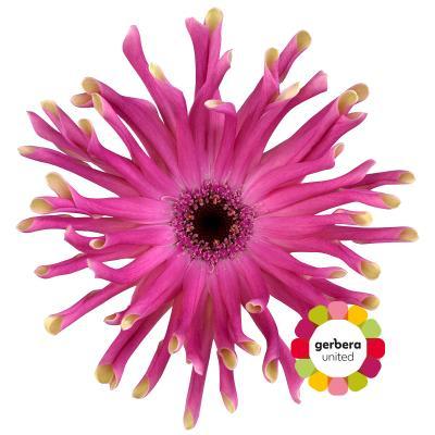 Срезанные цветы оптом Germini diamond pastini vittoria от 15шт. из Голландии с доставкой по России