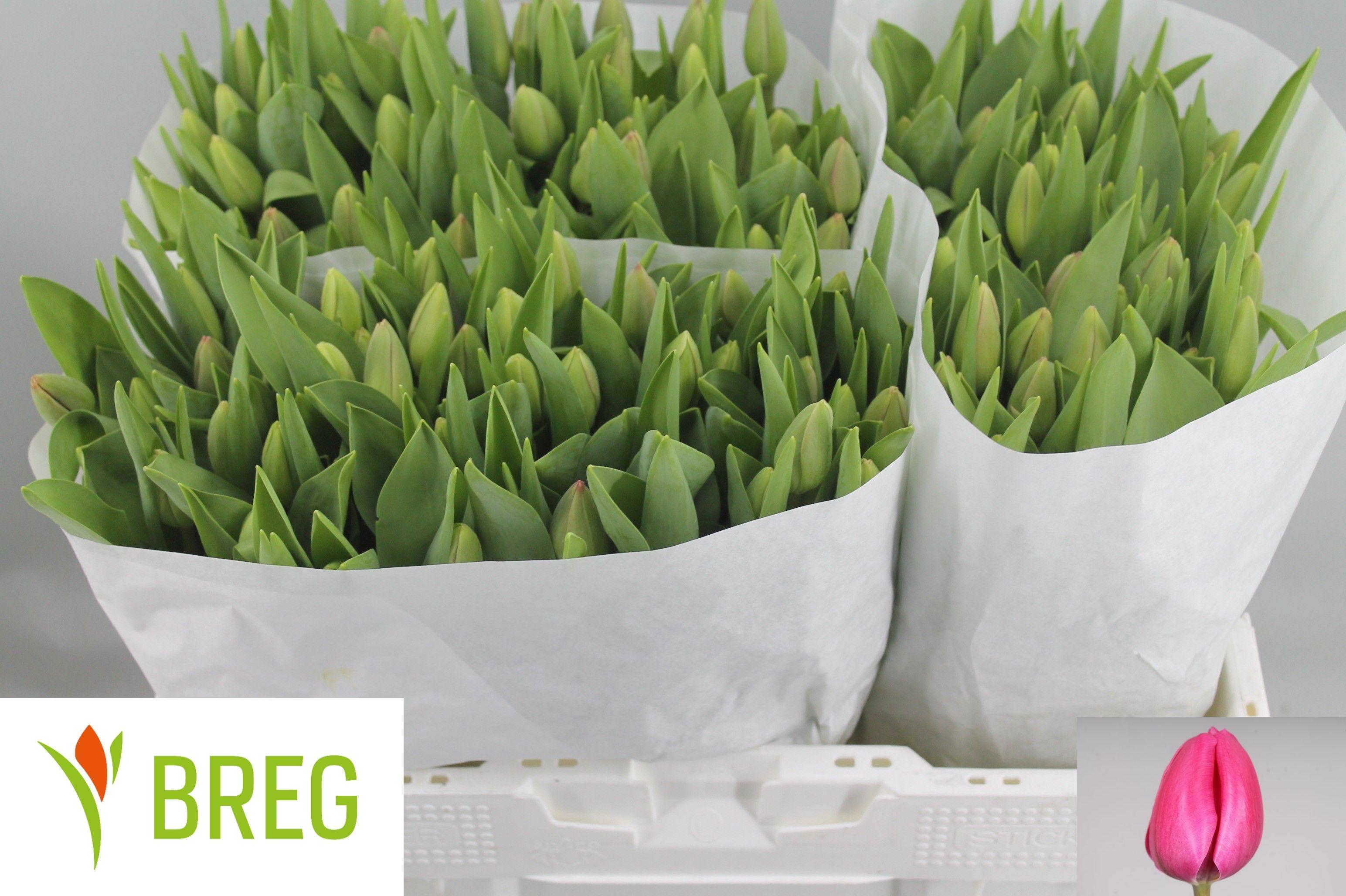 Срезанные цветы оптом Tulipa si carola от 150шт из Голландии с доставкой по России