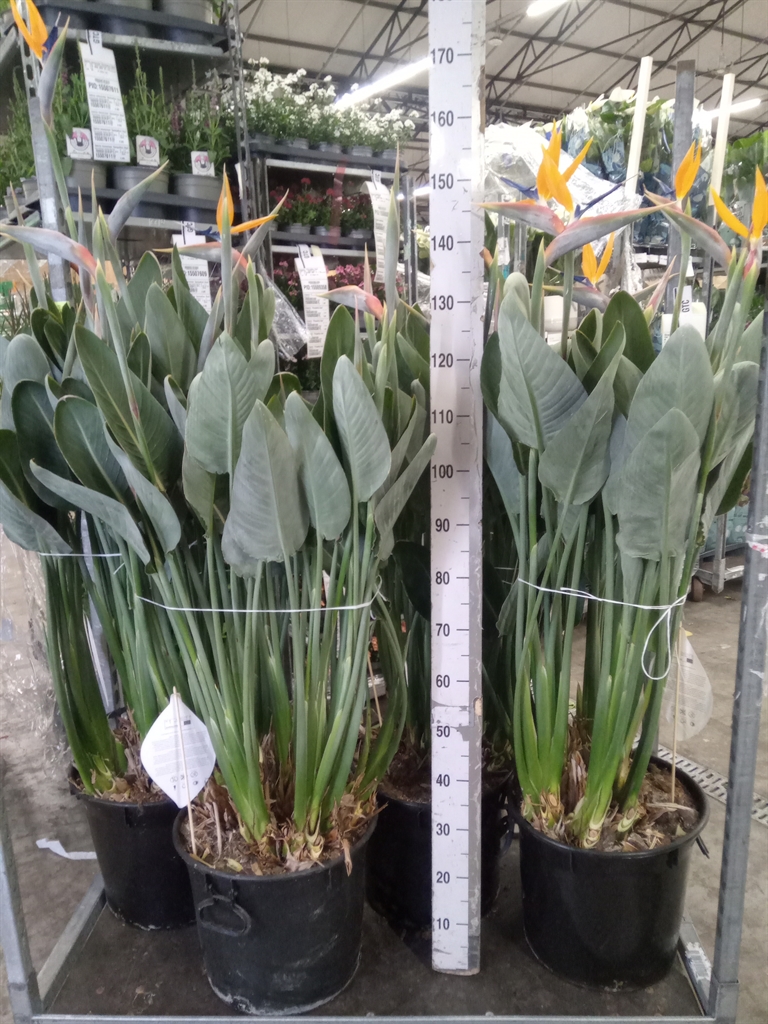 Горшечные цветы и растения оптом Strelitzia Reg. от 1шт из Голландии с доставкой по России