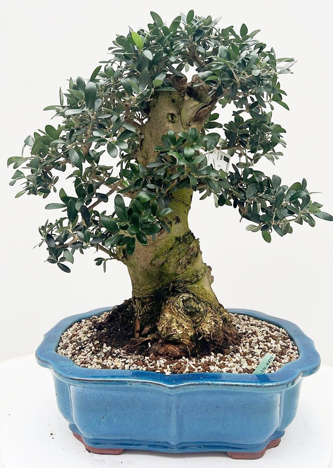 Горшечные цветы и растения оптом Olea Europaea, Pot 42cm. Height 65cm. (single Item от 1шт из Голландии с доставкой по России