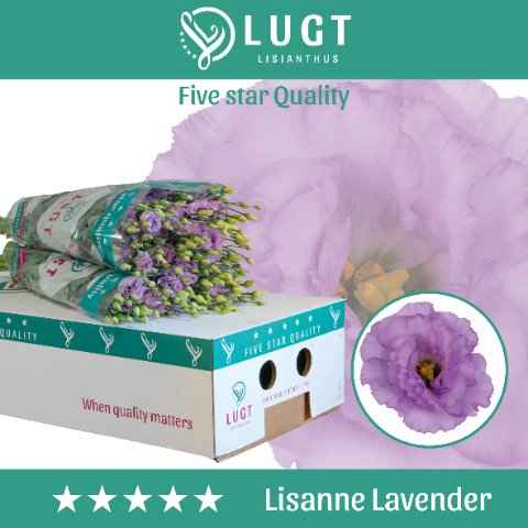 Срезанные цветы оптом Lisianthus do lisanne deep lavender от 50шт. из Голландии с доставкой по России