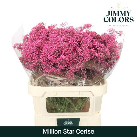 Срезанные цветы оптом Gyps fine paint cerise от 50шт из Голландии с доставкой по России