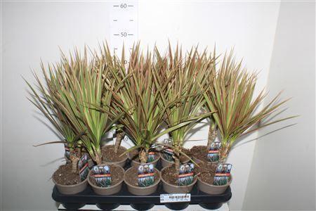 Горшечные цветы и растения оптом Dra Marg Bicolor от 10шт из Голландии с доставкой по России