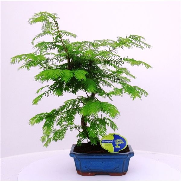 Горшечные цветы и растения оптом Bonsai Metasequoia Glyptostroboides 19cm Shape, Wi от 5шт из Голландии с доставкой по России