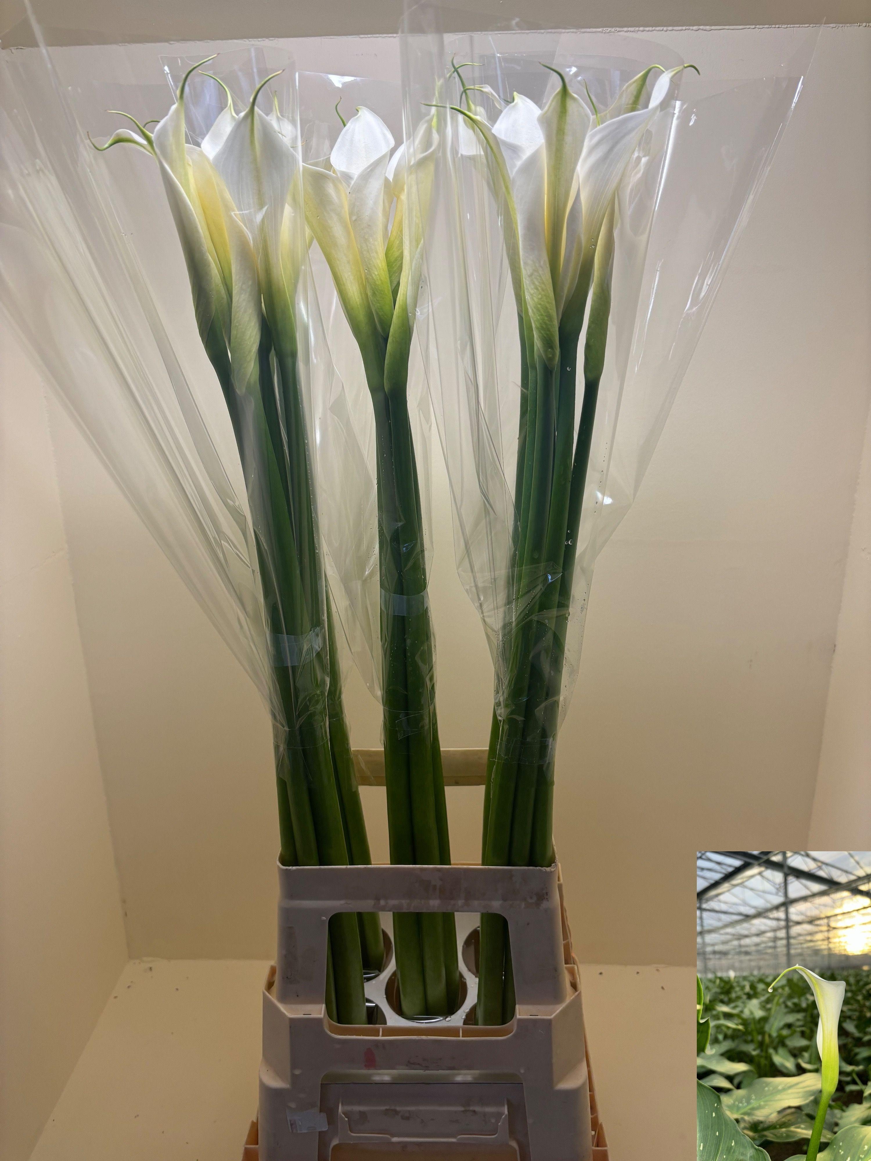 Срезанные цветы оптом Zantedeschia ae innocence от 25шт из Голландии с доставкой по России