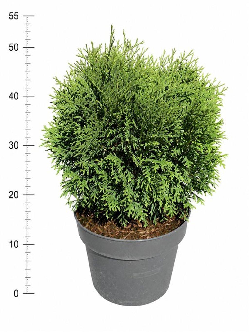 Горшечные цветы и растения оптом Thuja Occ Little Giant от 1шт из Голландии с доставкой по России