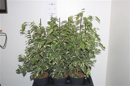 Горшечные цветы и растения оптом Fic Be Twilight от 6шт из Голландии с доставкой по России