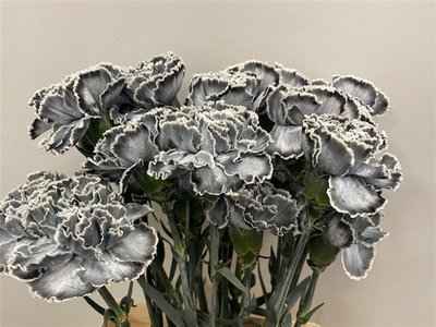 Срезанные цветы оптом Dianthus st paint grey от 80шт из Голландии с доставкой по России
