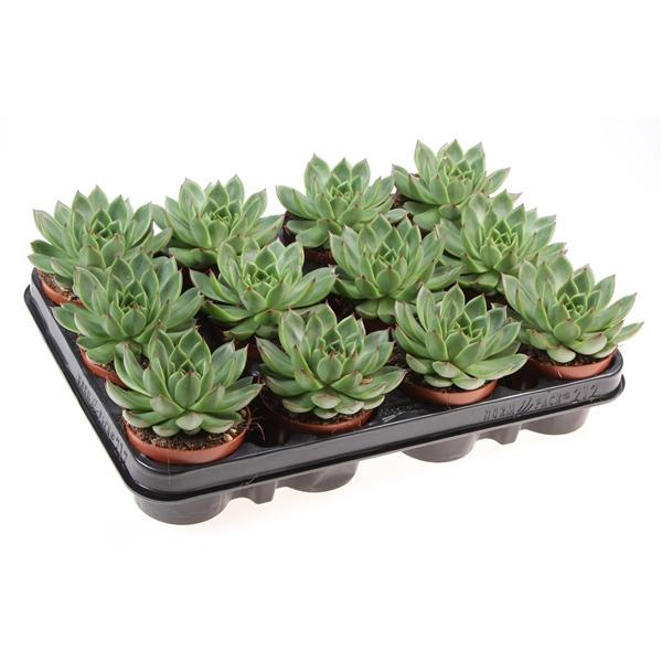 Горшечные цветы и растения оптом Echeveria Red Point от 12шт (для телеги) из Голландии с доставкой по России
