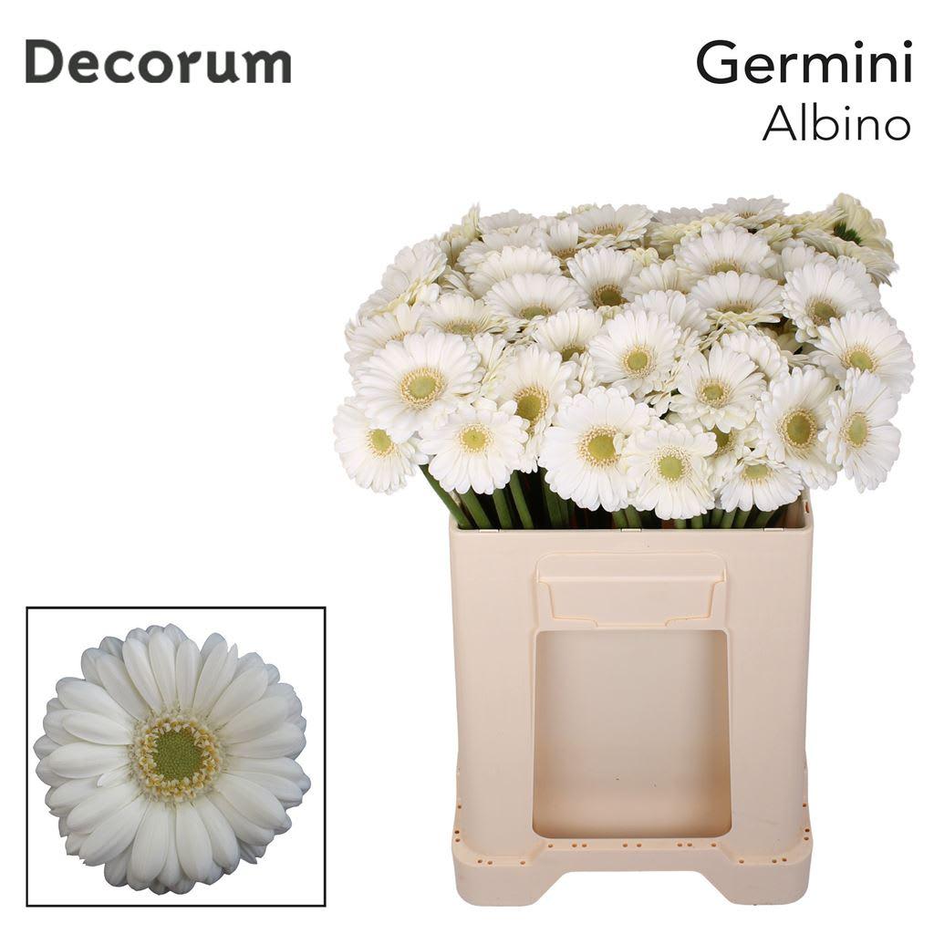 Срезанные цветы оптом Germini albino от 80шт из Голландии с доставкой по России