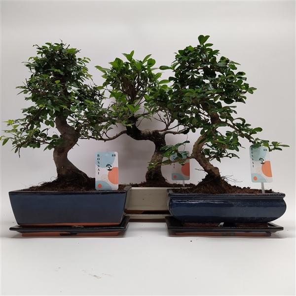 Горшечные цветы и растения оптом Bonsai Mix Traditional от 4шт из Голландии с доставкой по России