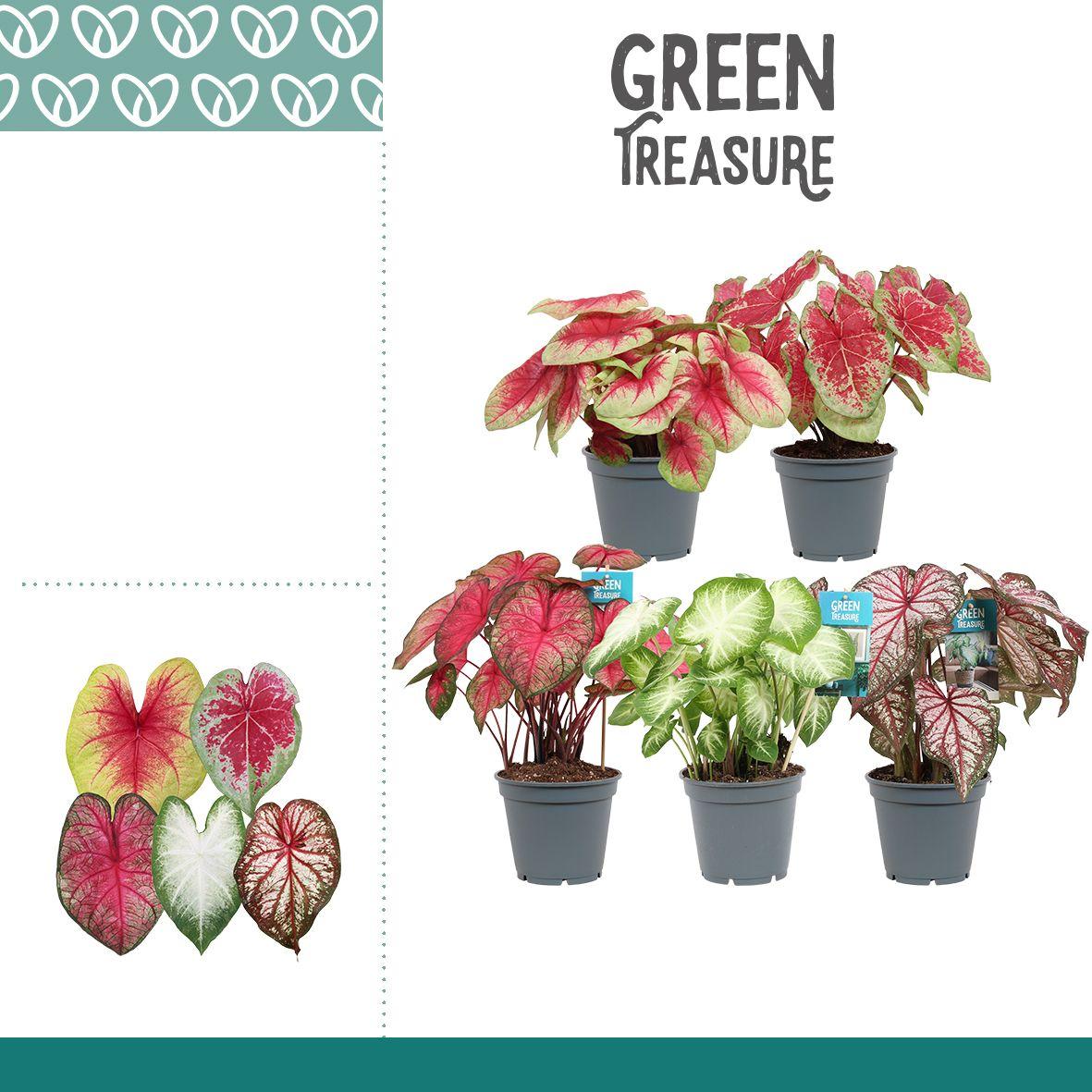 Горшечные цветы и растения оптом Caladium Mix от 6шт из Голландии с доставкой по России
