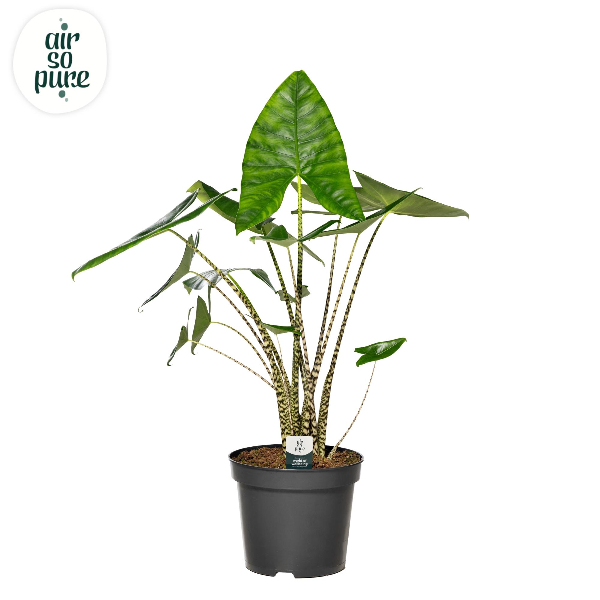 Горшечные цветы и растения оптом Alocasia Zebrina P35 (air So Pure) от 1шт (для телеги) из Голландии с доставкой по России
