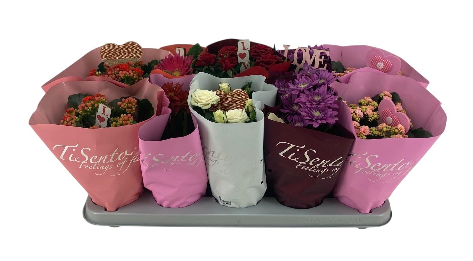 Горшечные цветы и растения оптом Kamerpl Bloeiend Gem от 10шт из Голландии с доставкой по России