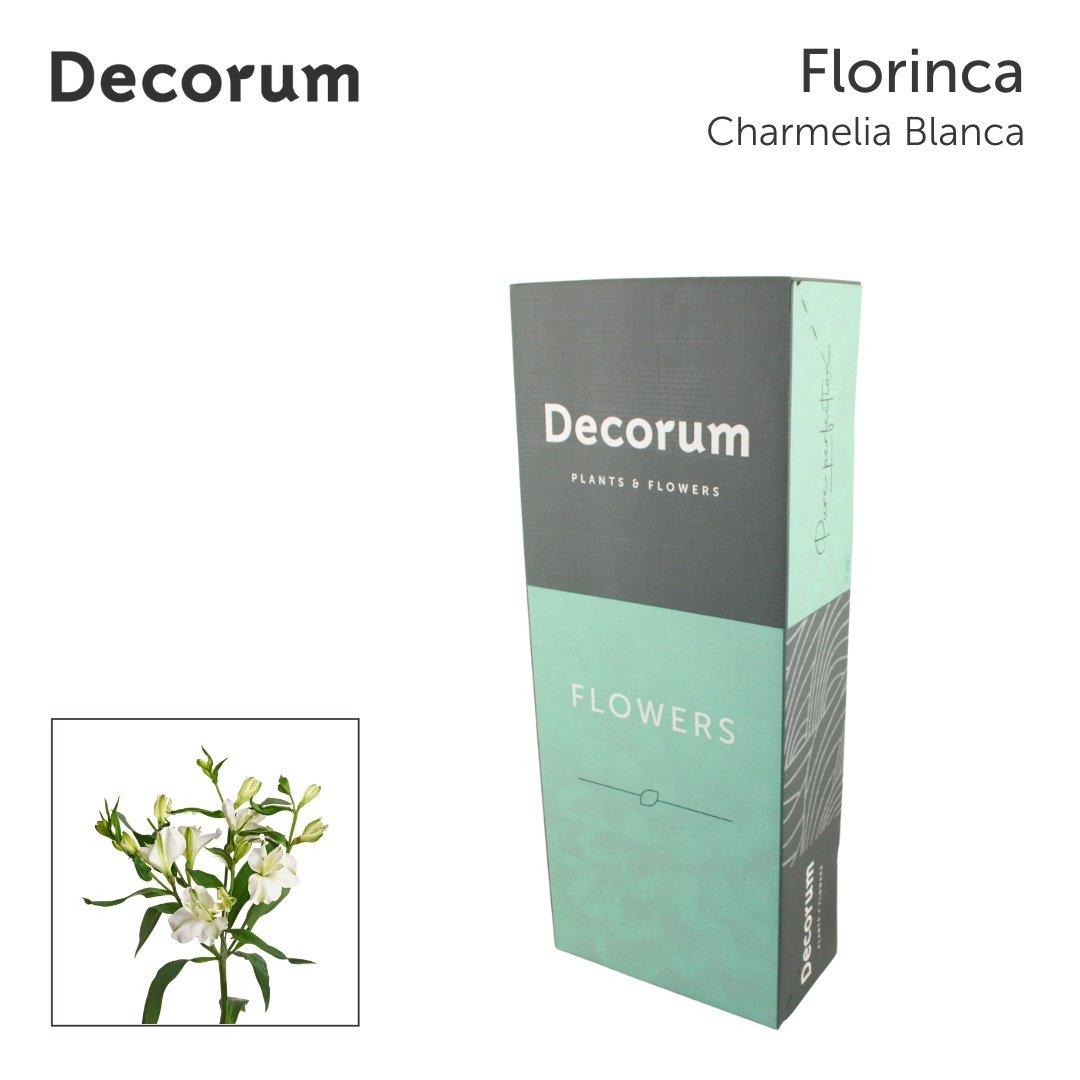 Срезанные цветы оптом Alstroemeria fl charmelia blanca от 200шт из Голландии с доставкой по России