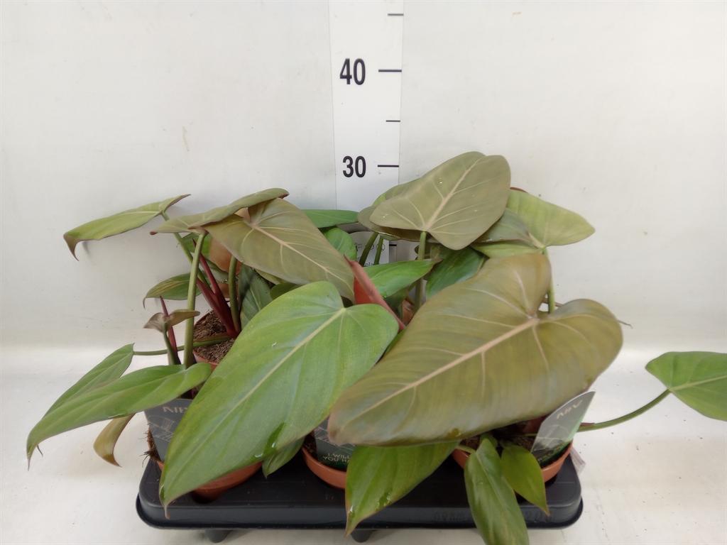 Горшечные цветы и растения оптом Philodendron Black Cardinal от 6шт из Голландии с доставкой по России