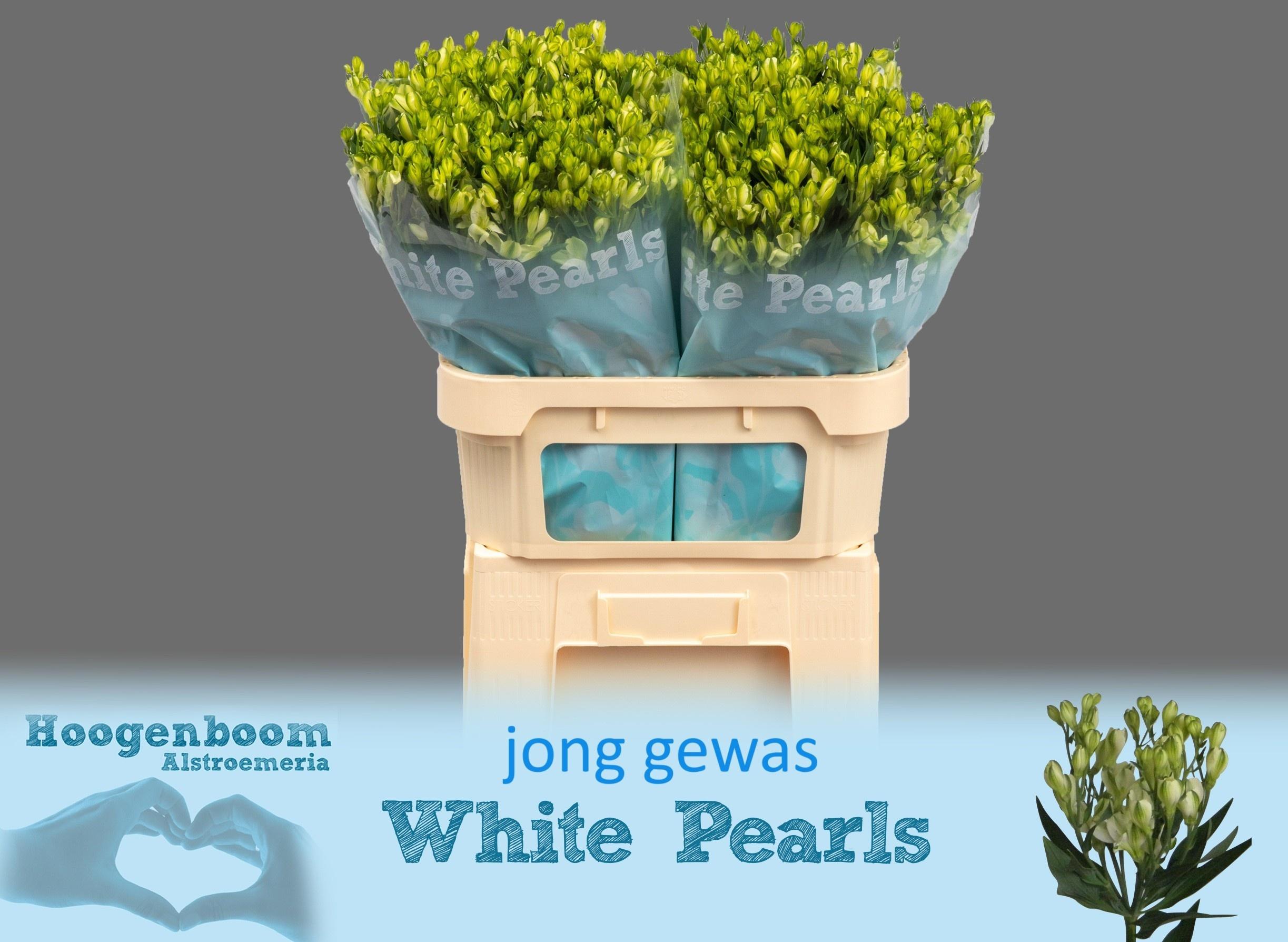 Срезанные цветы оптом Alstroemeria fl white pearls от 40шт. из Голландии с доставкой по России