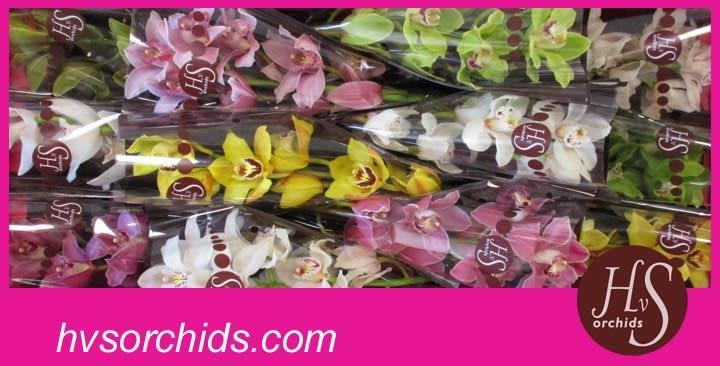 Срезанные цветы оптом Cymbidium mix от 12шт... из Голландии с доставкой по России