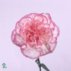 Срезанные цветы оптом Dianthus st komachi от 80шт из Голландии с доставкой по России