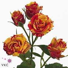 Срезанные цветы оптом Rosa spray fire flash от 80шт из Голландии с доставкой по России