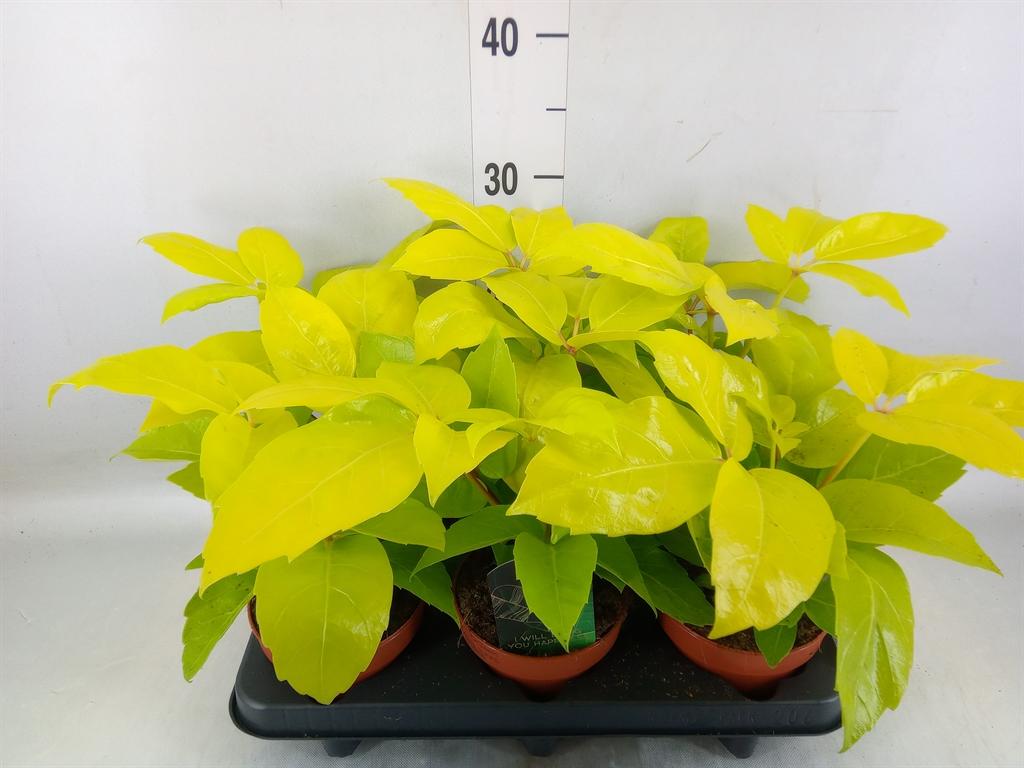 Горшечные цветы и растения оптом Schefflera Actin. от 6шт из Голландии с доставкой по России