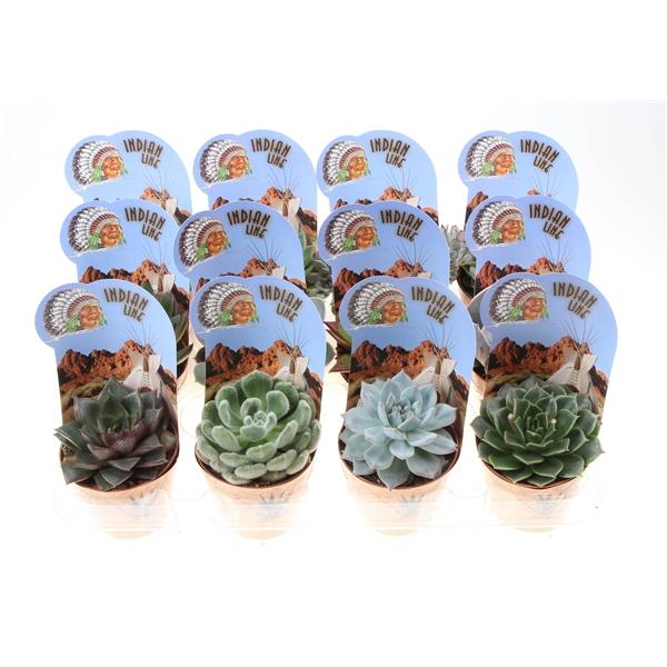 Горшечные цветы и растения оптом Echeveria Mix Potcover Indian Line от 12шт (для телеги) из Голландии с доставкой по России