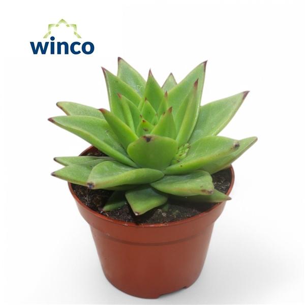 Горшечные цветы и растения оптом Echeveria Lipstick от 12шт из Голландии с доставкой по России