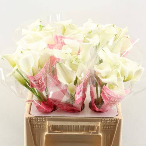 Срезанные цветы оптом Zantedeschia crystal blush от 60шт. из Голландии с доставкой по России