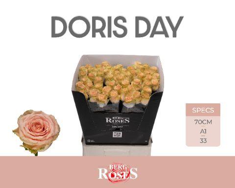 Срезанные цветы оптом Rosa large doris day от 50шт из Голландии с доставкой по России