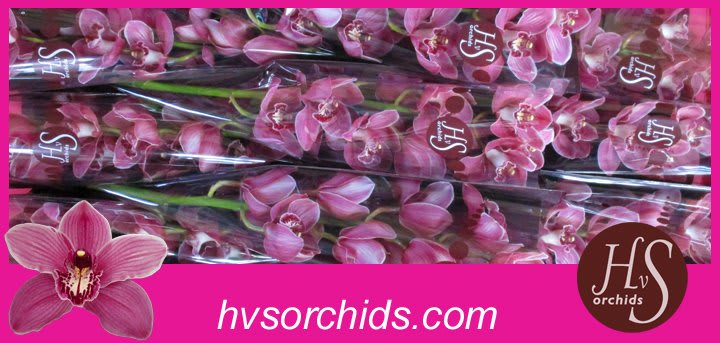 Срезанные цветы оптом Cymbidium pink monica от 10шт из Голландии с доставкой по России