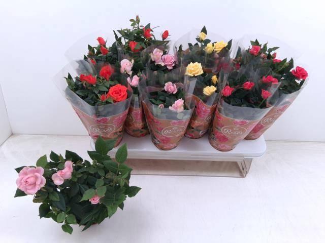 Горшечные цветы и растения оптом Ro Fav Ro Gem 5 Srt от 12шт из Голландии с доставкой по России